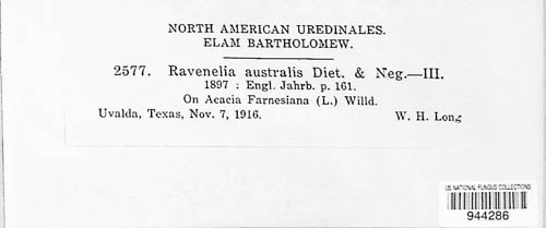 Ravenelia australis image